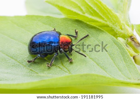 Macro bug Colorful on green leaf