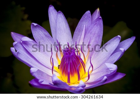 Beautiful lotus flower or waterlily.