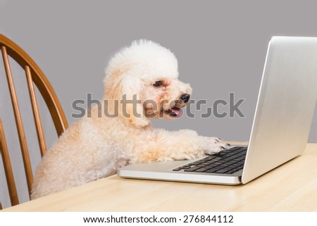 Smart beige poodle dog typing and reading laptop computer on table