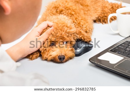 Cute poodle puppy accompany person working with laptop computer on office desk
