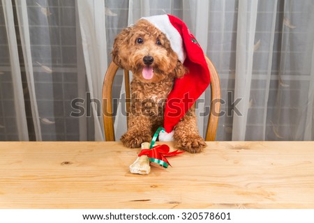 Concept of excited dog on Santa hat with Christmas gift on table