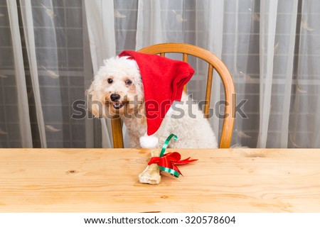 Concept of excited dog on Santa hat with Christmas present on table