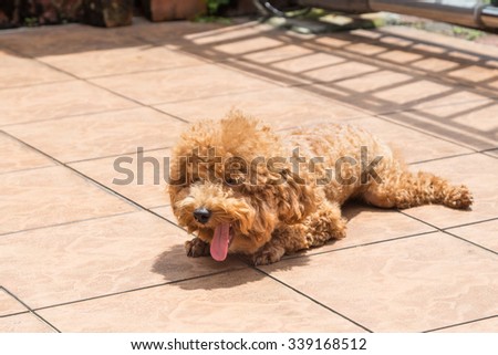 Poodle dog enjoying her relaxing sun bathing under intense harsh sunlight at home possibly as therapy to relieve skin itch