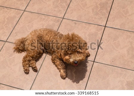 Poodle dog enjoying her relaxing sun bathing under intense harsh sunlight at home possibly as therapy to relieve skin itch
