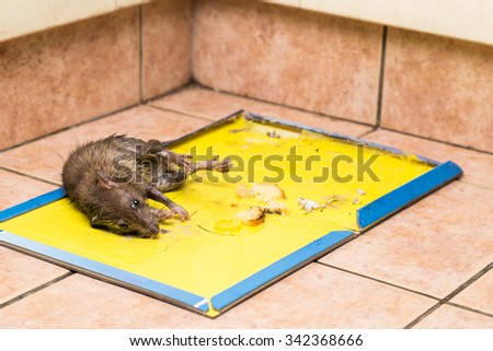 Dirty rat captured on effective and convenient disposable non-toxic glue trap board with bait set on kitchen floor