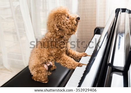 Concept of cute poodle dog seated while playing upright grand piano at home