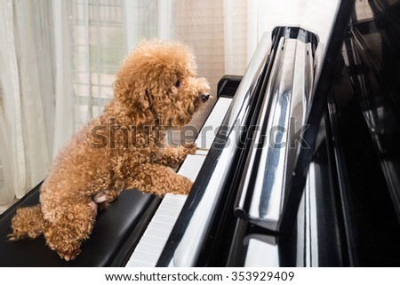 Concept of cute poodle dog seated while playing upright grand piano at home