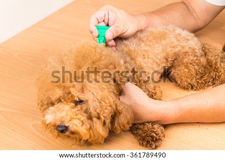 Vet applying ticks, lice and mites control medicine on poodle dog with long fur