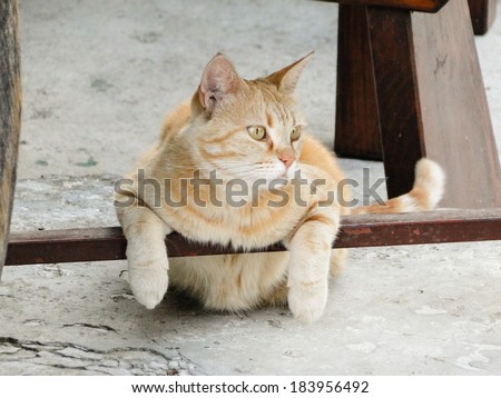 cat is resting in a funny position under a chair.