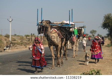 Camels play a major role in the lives of nomadic people in the arid regions of western India