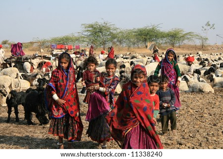 Sheep play a major role in the lives of nomadic people in the arid regions of western India