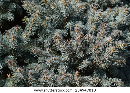 Fir-tree with silver-blue branches.
