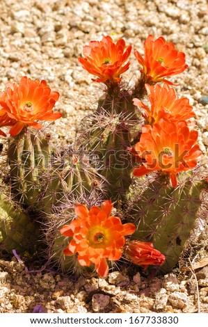 Bright orange flower of a claret cup cactus