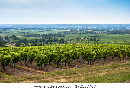 Vineyard landscape near Bordeaux in France
