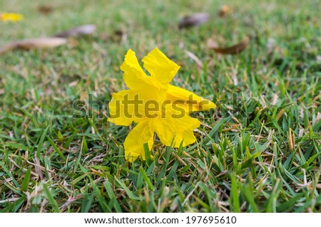 yellow flower lay down in the green field of grass