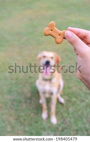 human hand holding dog biscuit for dog training in the backyard