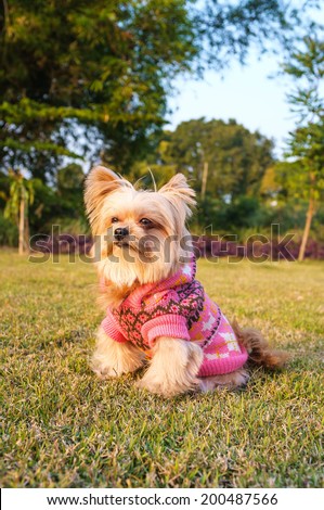 mixed breed dog with fashion clothing sitting in the garden
