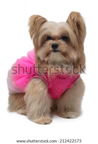 elegant dog in pink fancy dress isolated in white background with clipping path