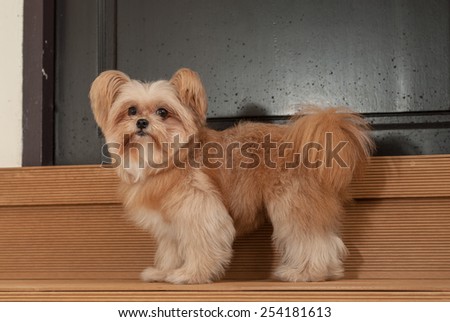 cute mixed breed dog standing in front of the door