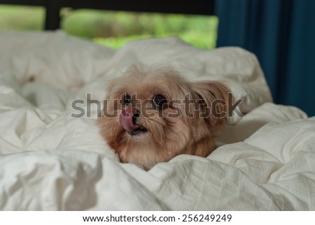 cute mixed breed dog making funny face in bed