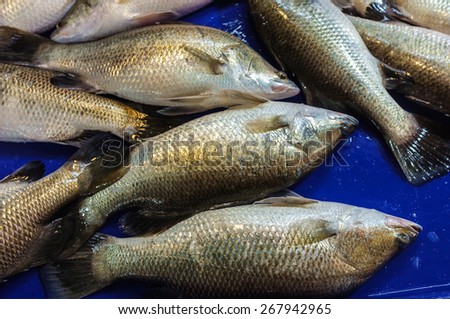 fresh fish sell in fish market