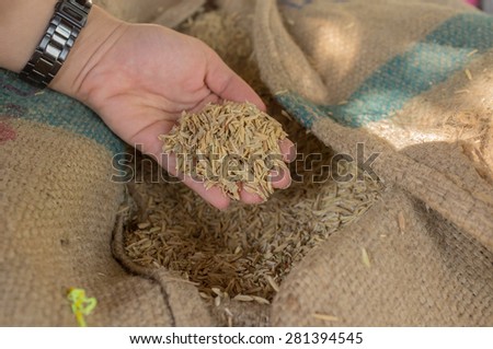 human hand holding brown rice to be process