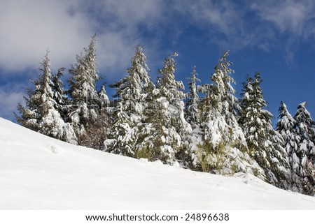 snow pines at a snow field