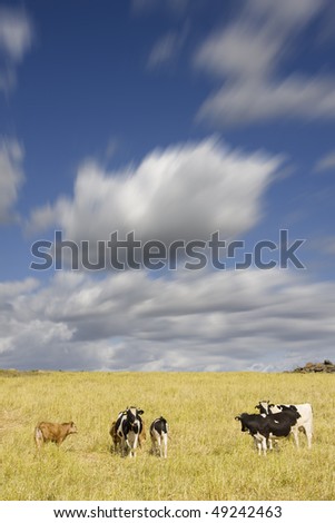 Group of cows in the farm field (rural area at Portugal)