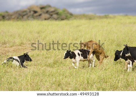 Group of cows in the farm field (rural area at Portugal) - blur background