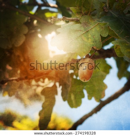 Oak tree and acorn