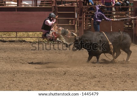 Bull Rider is pitched by bull at 2006 Russian River Rodeo, Duncans Mills, California