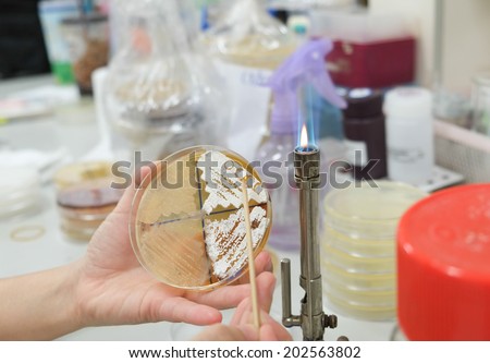 close up of scientist holding a petri dish in the lab with a monitor and petri dishes in background.
