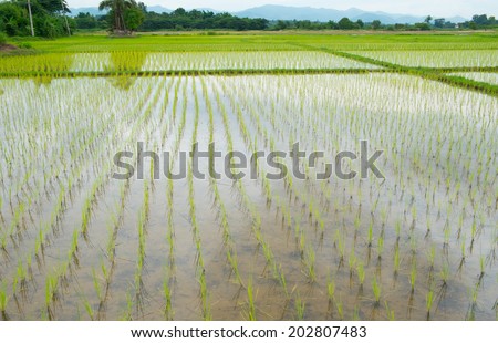 Paddy field of yellow rice harvest season.