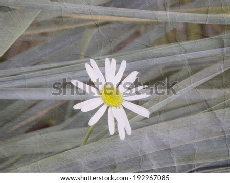 Vintage flower. Texture old crumpled paper. Daisy flower in grass. Flower card.