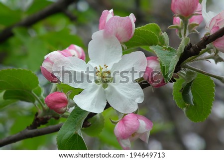 Apple tree flowers. Blooming apple tree. Floral background.