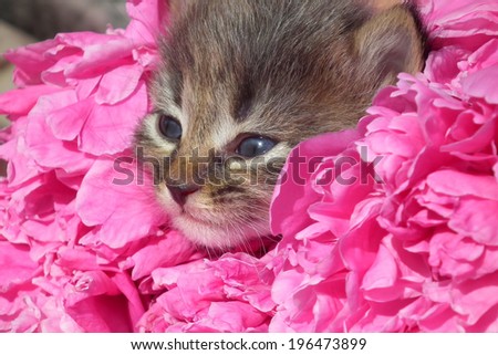 Tabby kitten with colorful flowers. Flowers peonies. Peony petals.