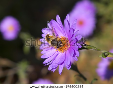 Bee on flower. Chrysanthemum flower. Autumn flower. Purple flower.
