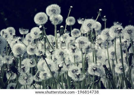 Flowery meadow. Dandelions with retro filter effect.