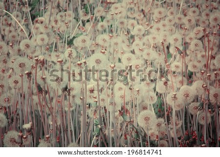 Flowery meadow. Dandelions with retro filter effect.