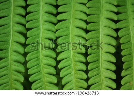 Fern. Green leaves. Details of fern leaves.
