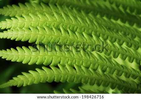 Green leaves. Fern. Details of fern leaves.