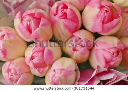 bunch of pink spring tulips