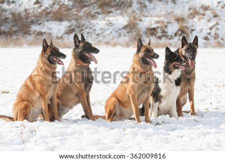 Dog pack - Belgian shepherd  and  Border collie playing together on snow in winter.