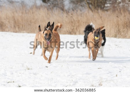 Dog pack - Belgian shepherd  and  Border collie playing together on snow in winter.