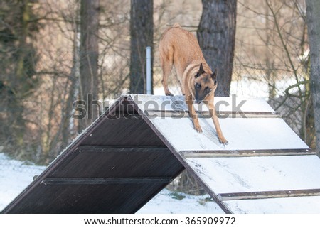 Belgian Shepherd agility and obedience training in winter