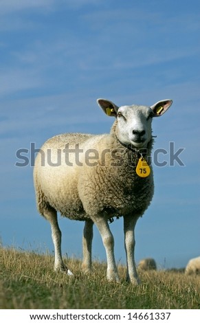 little sheep lamb