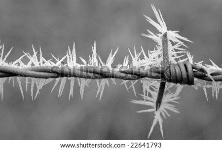 barbed wire with ice