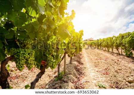 Old vineyards with red wine grapes in the Alentejo wine region near Evora, Portugal Europe