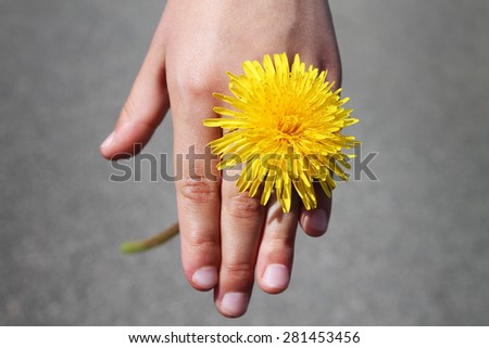 Dandelion flower in hand