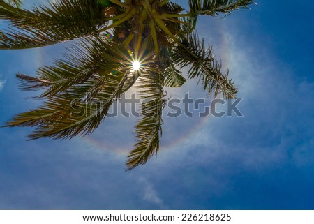 Coconut palm tree with shining sun, halo and sun rays